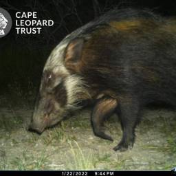 Bushpig